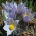 Prairie Crocus